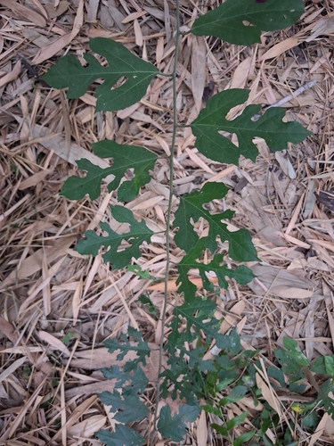 Ficus heterophylla, 2026-04-27