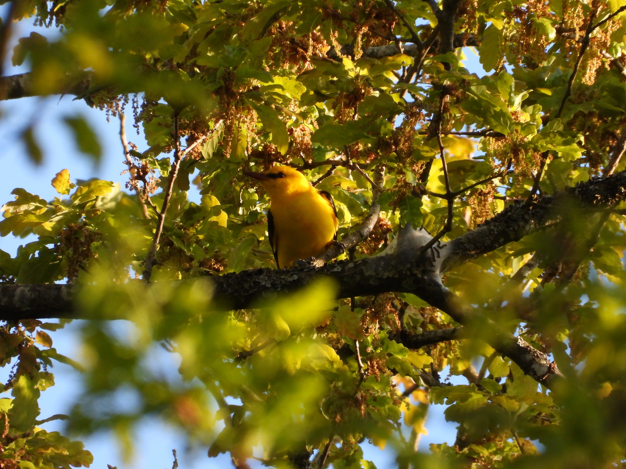 Eurasian Golden Oriole (Oriolus oriolus), photo 2