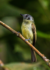 Pogonotriccus ophthalmicus ophthalmicus
