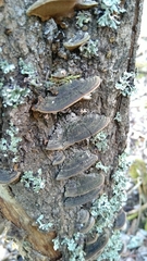 Phellinopsis conchata