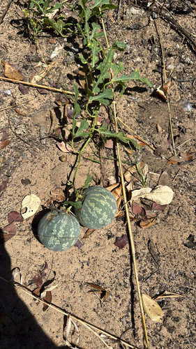 Fodder Melon