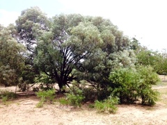 Acacia harpophylla