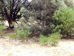 Acacia harpophylla