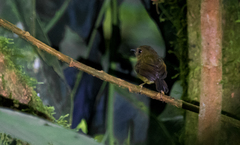 Pseudotriccus pelzelni