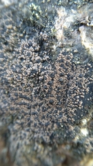 Lecanoromycetes