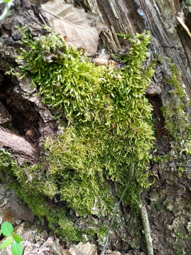 Sciuro-hypnum populeum observed 2026-04-27