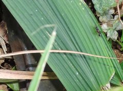 Stictoponera bicolor