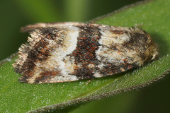 Photedes captiuncula