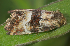 Photedes captiuncula