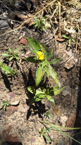 African Yellow Dayflower