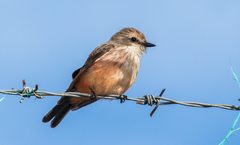 Pyrocephalus rubinus piurae