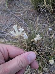 Gomphrena sonorae, photograph (c) Isaac Ethington, some rights reserved (CC BY)