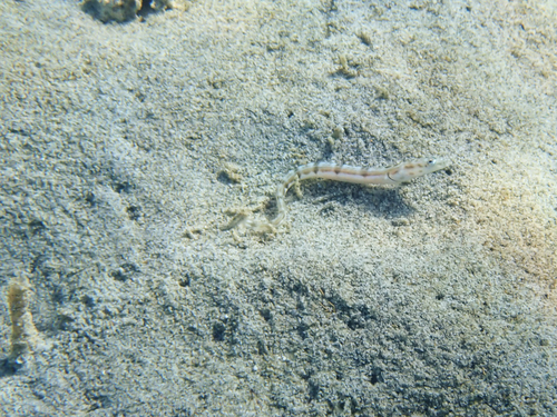 Delta pikeblenny (Chaenopsis deltarrhis) — Chaenopsidae
