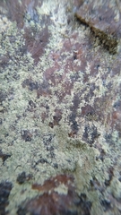 Lepraria
