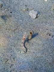 Chaenopsis deltarrhis