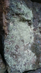Lepraria