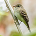 Acadian Flycatcher - Photo (c) David Monroy R, some rights reserved (CC BY-NC), uploaded by David Monroy R