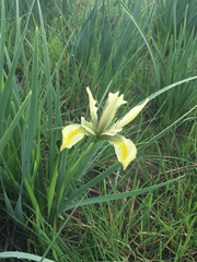 Iris grant-duffii