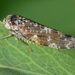 Mottled Leafhopper - Photo (c) Felix Riegel, some rights reserved (CC BY-NC), uploaded by Felix Riegel