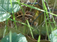Chrysolarentia vicissata