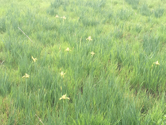 Iris grant-duffii