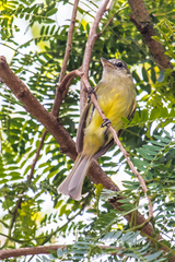 Tolmomyias sulphurescens asemus