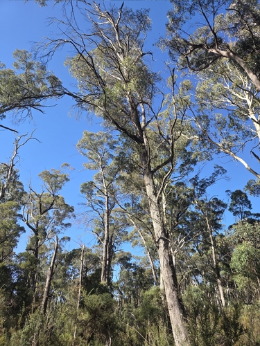 Eucalyptus robertsonii observed 2026-04-27