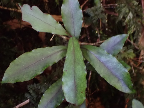 Alseuosmia pusilla (Alseuosmia pusilla)