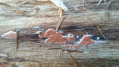 Fungi