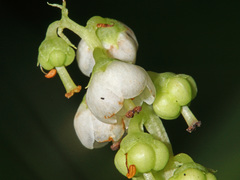 Pyrola media