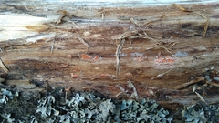 Fungi