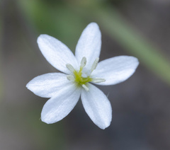 Meconella denticulata