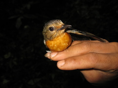 Cyornis caerulatus