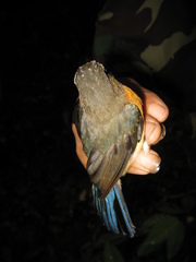 Cyornis caerulatus