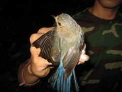 Cyornis caerulatus