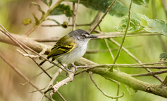 Poecilotriccus sylvia