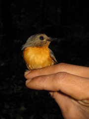 Cyornis caerulatus