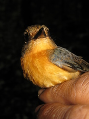 Cyornis caerulatus