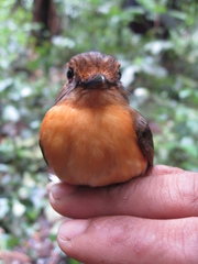 Cyornis caerulatus