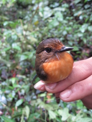 Cyornis caerulatus
