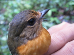Cyornis caerulatus