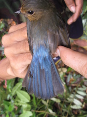 Cyornis caerulatus