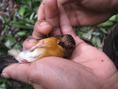 Cyornis caerulatus