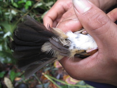 Cyornis caerulatus
