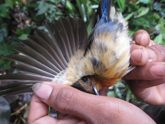 Cyornis caerulatus