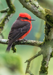 Pyrocephalus rubinus piurae