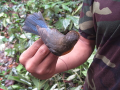 Cyornis caerulatus
