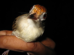 Malacopteron cinereum