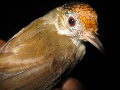 Malacopteron cinereum