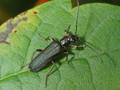 Anogcodes fulvicollis